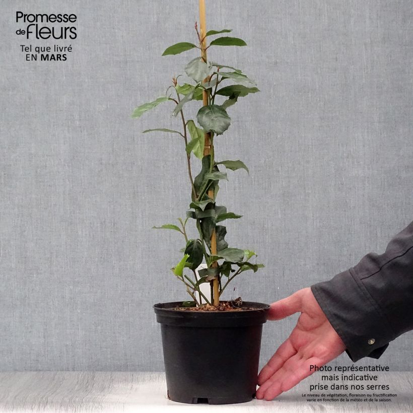 Spécimen de Itea ilicifolia Pot de 2L/3L tel que livré au printemps