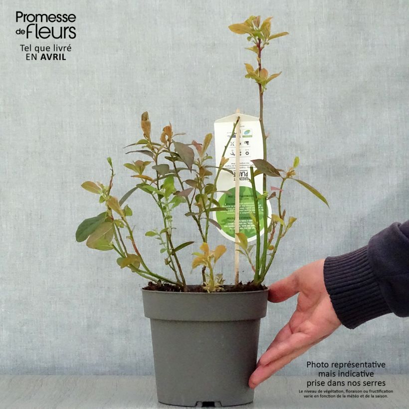 Example of Itea virginica Henry's Garnet - Itea de Virginie Pot de 2L/3L as you get in printemps