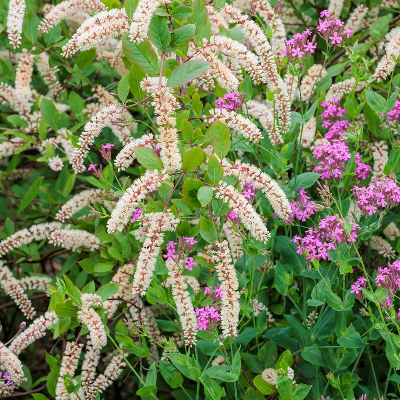 Itea virginica - Itéa de Virginie (Floraison)