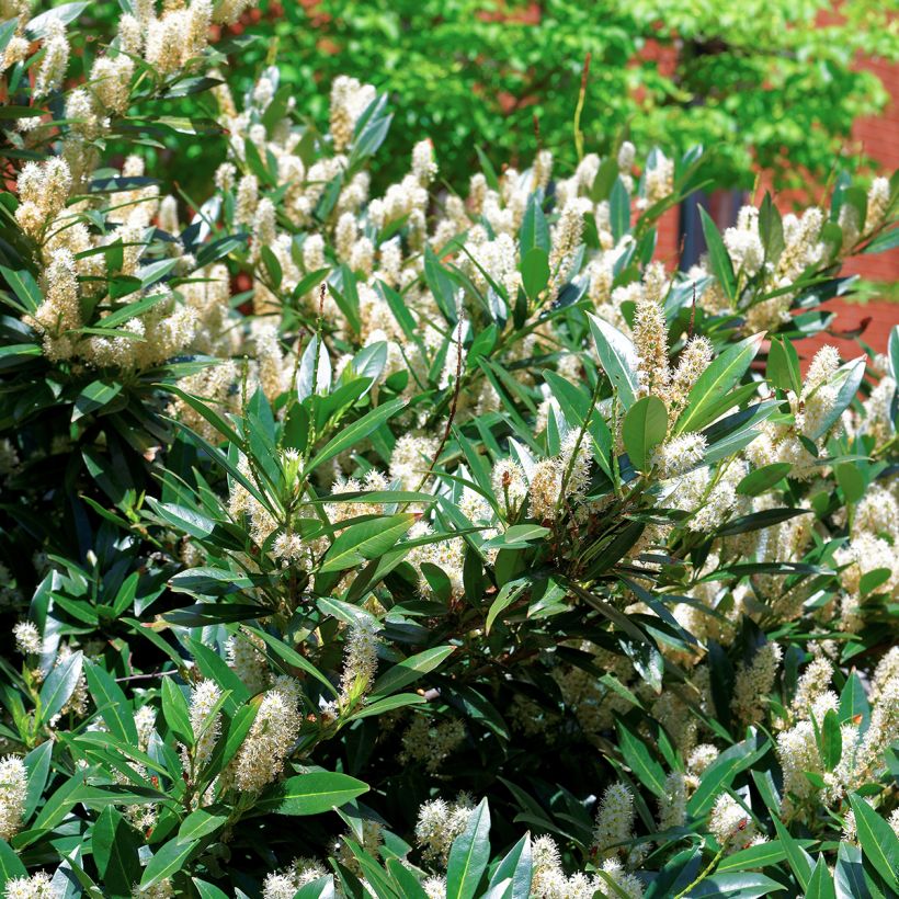 Itea virginica Little Henry - Itéa de Virginie (Feuillage)