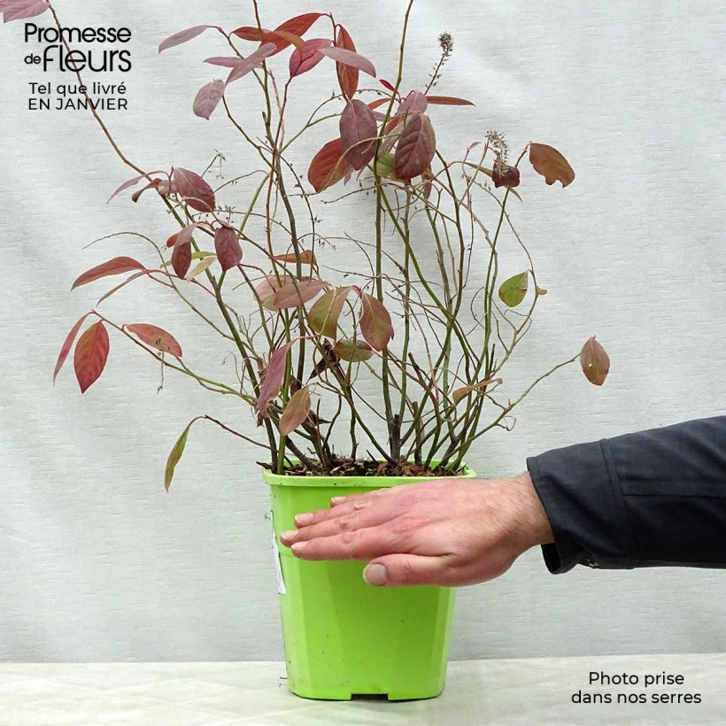 Spécimen de Itea virginica Scentlandia - Itéa de Virginie Pot de 4L/5L tel que livré en hiver