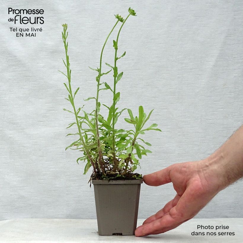 Spécimen de Jasione laevis Blaulicht - Jasione lisse Godet de 8/9 cm tel que livré au printemps