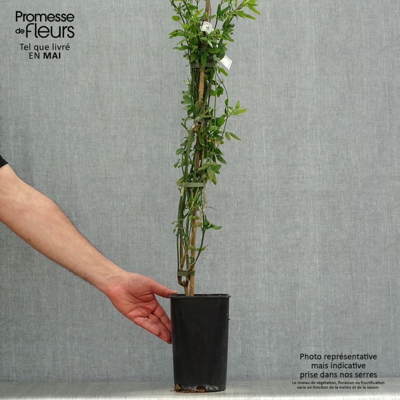 Example of Jasmin - Jasminum humile Revolutum Pot de 3L/4L, Echelle as you get in printemps