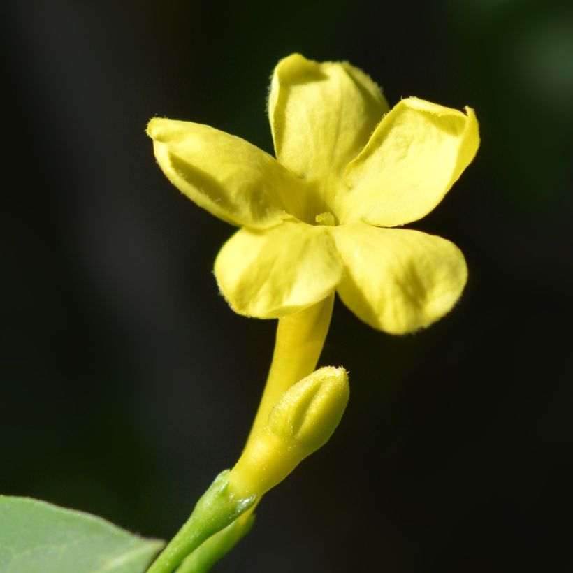 Jasmin - Jasminum humile Revolutum (Flowering)