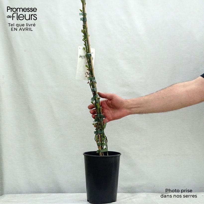 Example of Jasmin d'hiver - Jasminum nudiflorum Pot de 2L/3L as you get in printemps