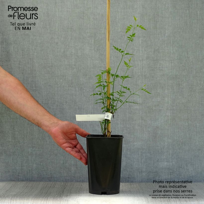 Example of Jasmin d'Espagne - Jasminum grandiflorum Pot de 2L/3L as you get in printemps