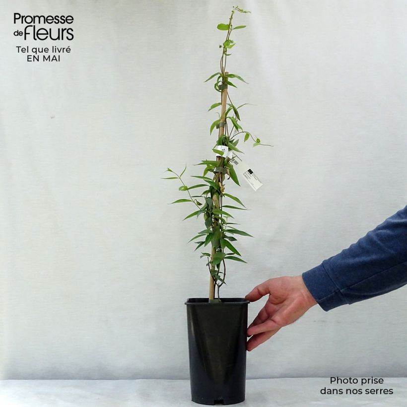 Spécimen de Jasmin de Virginie - Gelsemium sempervirens Pot de 2L/3L tel que livré au printemps