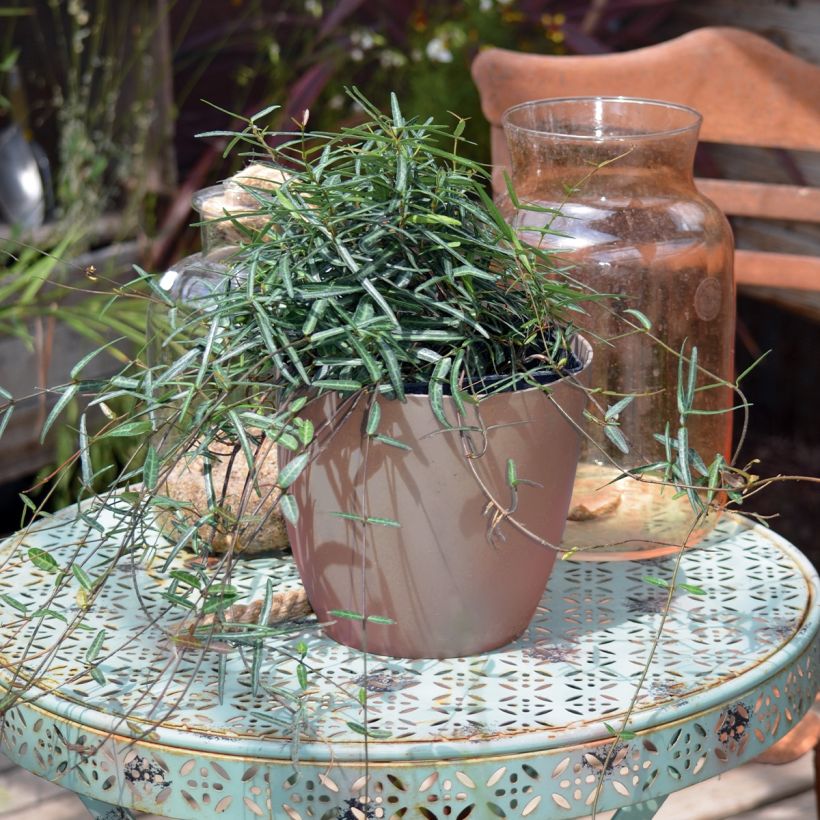 Jasmin étoilé - Trachelospermum jasminoides Waterwheel (Plant habit)