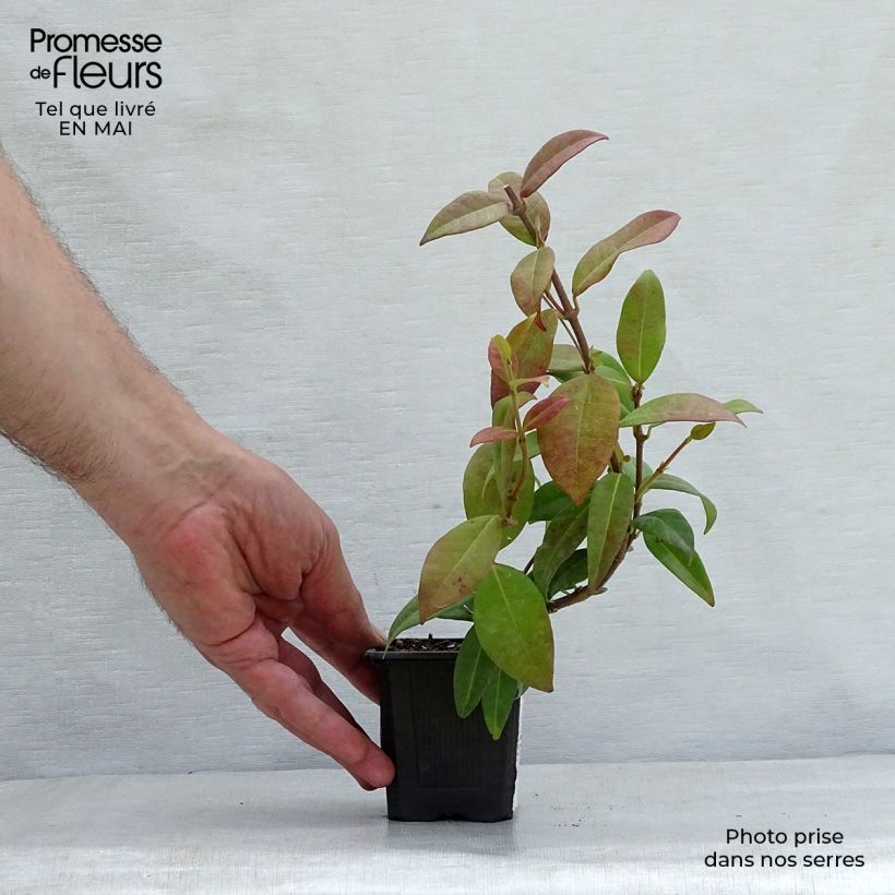 Example of Jasmin étoilé - Trachelospermum jasminoides Godet de 8/9 cm as you get in printemps