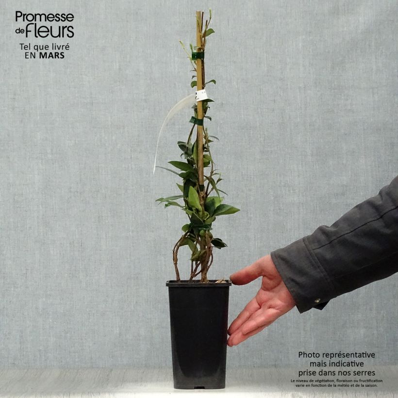 Example of Jasmin étoilé - Trachelospermum jasminoides Pot de 1L/1,5L as you get in printemps