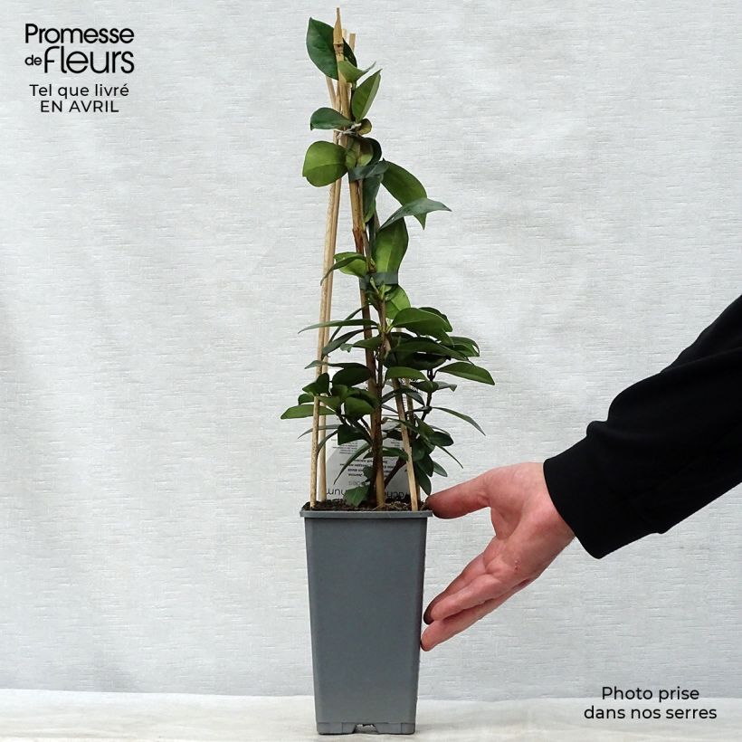 Example of Jasmin étoilé - Trachelospermum jasminoides Pot de 2L/3L as you get in printemps