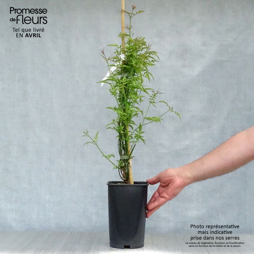 Spécimen de Jasmin officinal - Jasminum officinale Pot de 2L/3L tel que livré au printemps