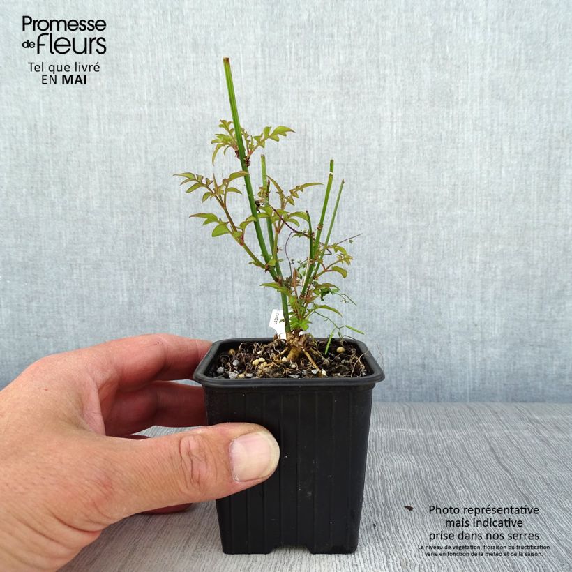 Spécimen de Jasmin officinal - Jasminum officinale Godet de 8/9 cm tel que livré au printemps