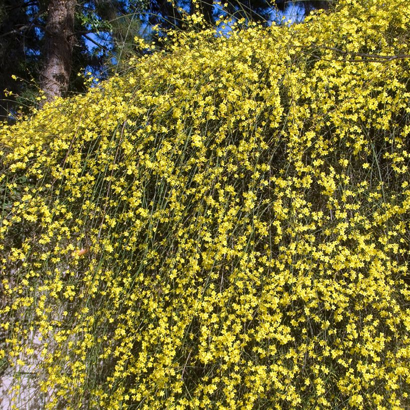 Jasmin d'hiver - Jasminum nudiflorum (Plant habit)