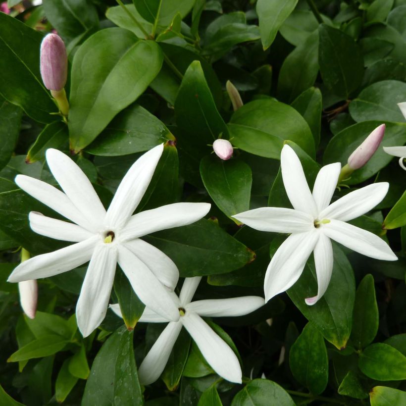Jasmin sauvage étoilé - Jasminum multipartitum (Flowering)