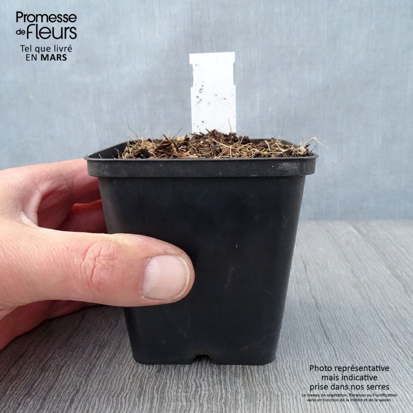 Example of Jeffersonia diphylla Godet de 8/9 cm as you get in printemps