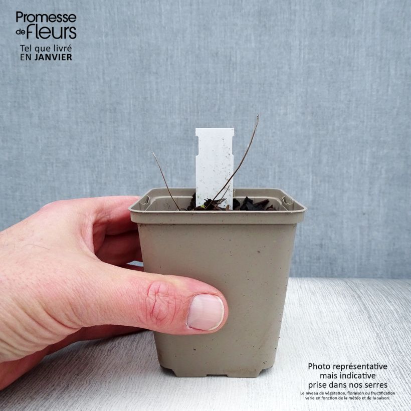 Example of Jeffersonia dubia Godet de 8/9 cm as you get in hiver