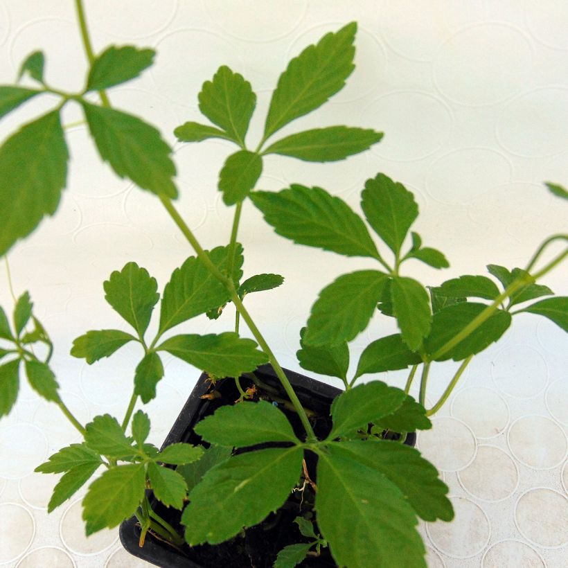 Jiaogulan - Thé de l'immortalité BIO - Herbe de l'Immortalité (Foliage)