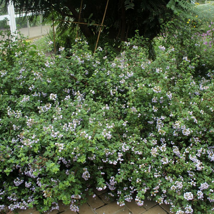 Jovellana violacea (Port)