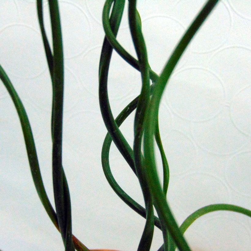 Juncus effusus Spiralis - Jonc spiralé (Foliage)