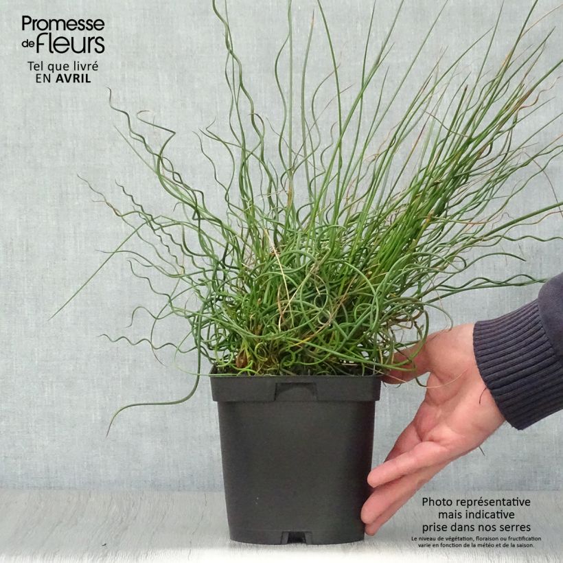 Example of Juncus effusus Spiralis - Jonc spiralé Pot de 2L/3L as you get in printemps