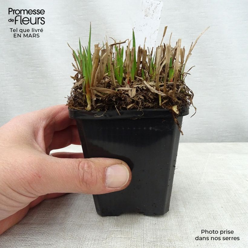 Spécimen de Juncus ensifolius Godet de 8/9 cm tel que livré au printemps