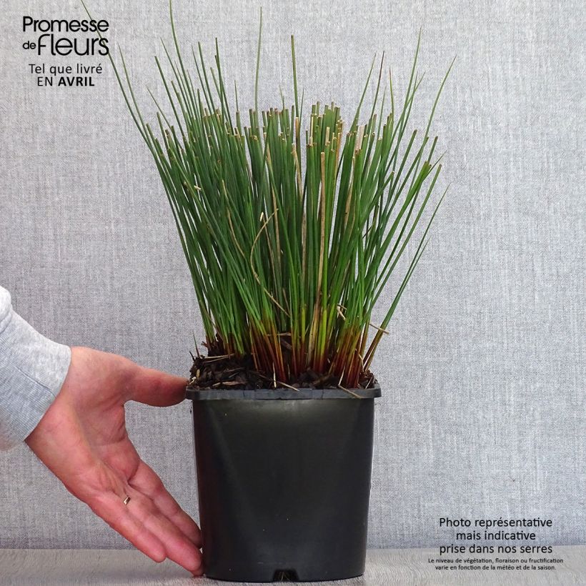 Spécimen de Juncus inflexus Blue Arrows - Jonc glauque Pot de 2L/3L tel que livré au printemps