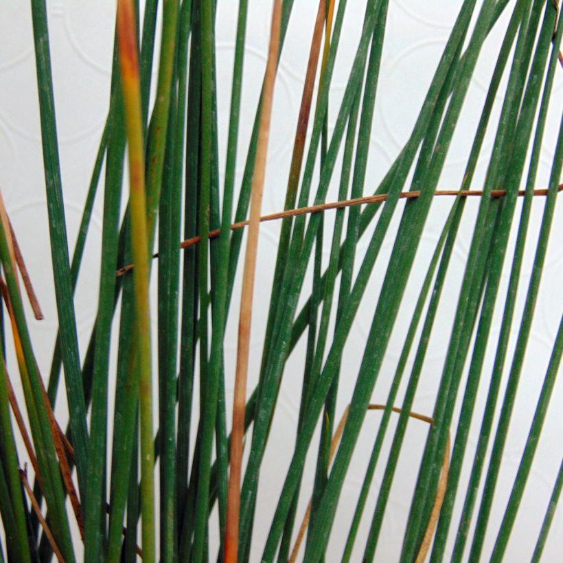 Juncus inflexus - Jonc des jardiniers (Foliage)