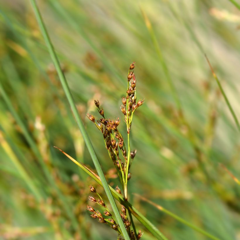 Juncus inflexus - Jonc des jardiniers (Flowering)