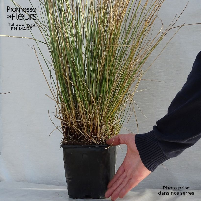 Example of Juncus inflexus - Jonc des jardiniers Pot de 2L/3L as you get in printemps