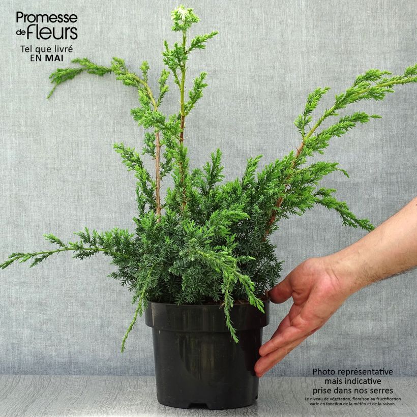 Example of Juniperus chinensis Blue Alps - Genévrier de Chine Pot de 2L/3L as you get in printemps