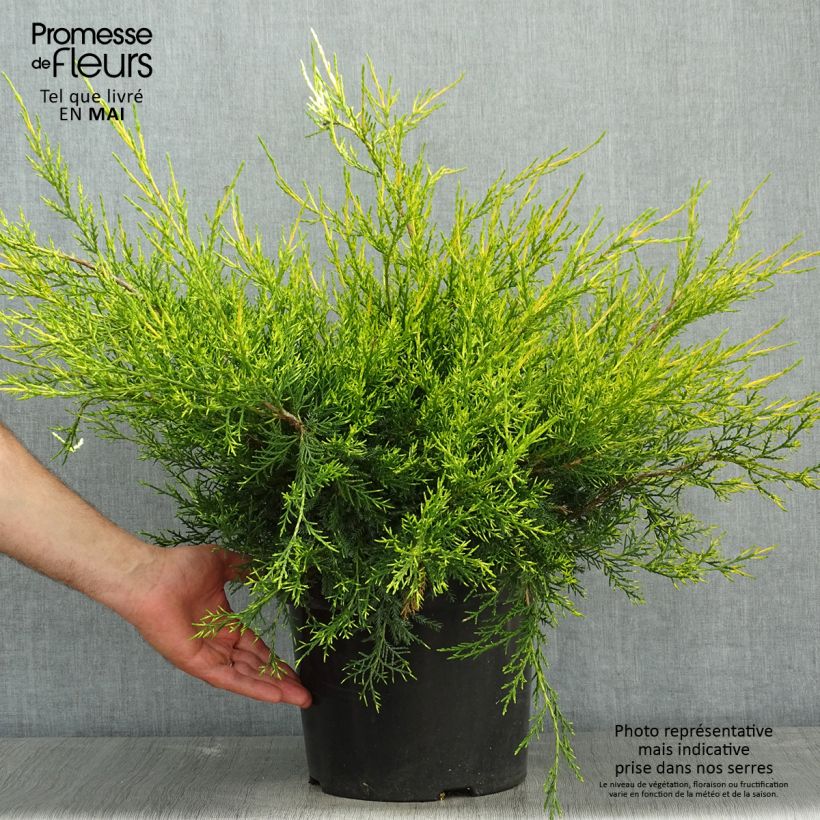 Spécimen de Juniperus chinensis Kuriwao Gold - Genévrier hybride  Pot de 7,5L/10L tel que livré au printemps