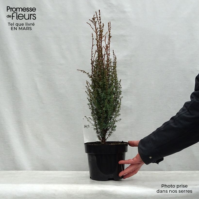 Spécimen de Juniperus communis Arnold - Genévrier commun Pot de 2L/3L tel que livré au printemps