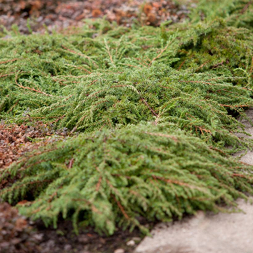 Genévrier commun - Juniperus communis Green Carpet    (Plant habit)