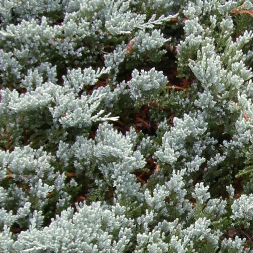 Juniperus horizontalis Blue Chip - Genévrier rampant               (Foliage)