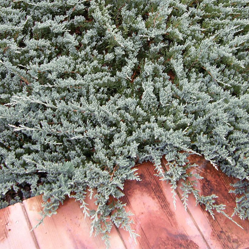 Juniperus horizontalis Blue Chip - Genévrier rampant               (Plant habit)
