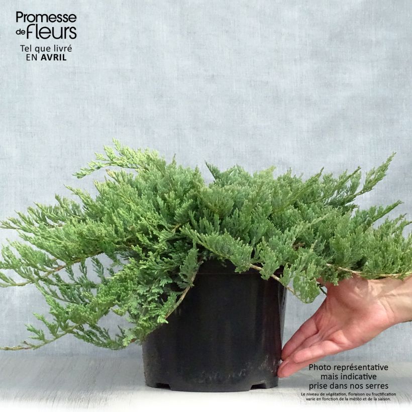 Example of Juniperus horizontalis Blue Chip - Genévrier rampant               Pot de 7,5L/10L, Haute-Tige, Largeur 40cm as you get in printemps