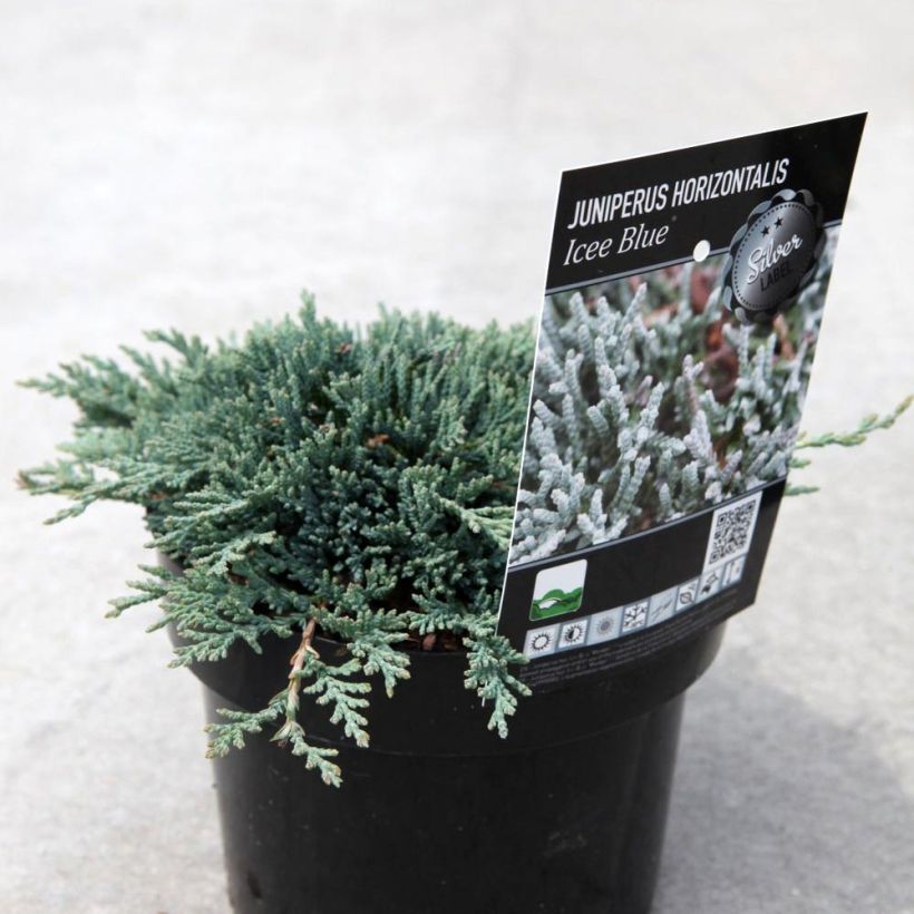 Genévrier rampant - Juniperus horizontalis Icee Blue (Plant habit)