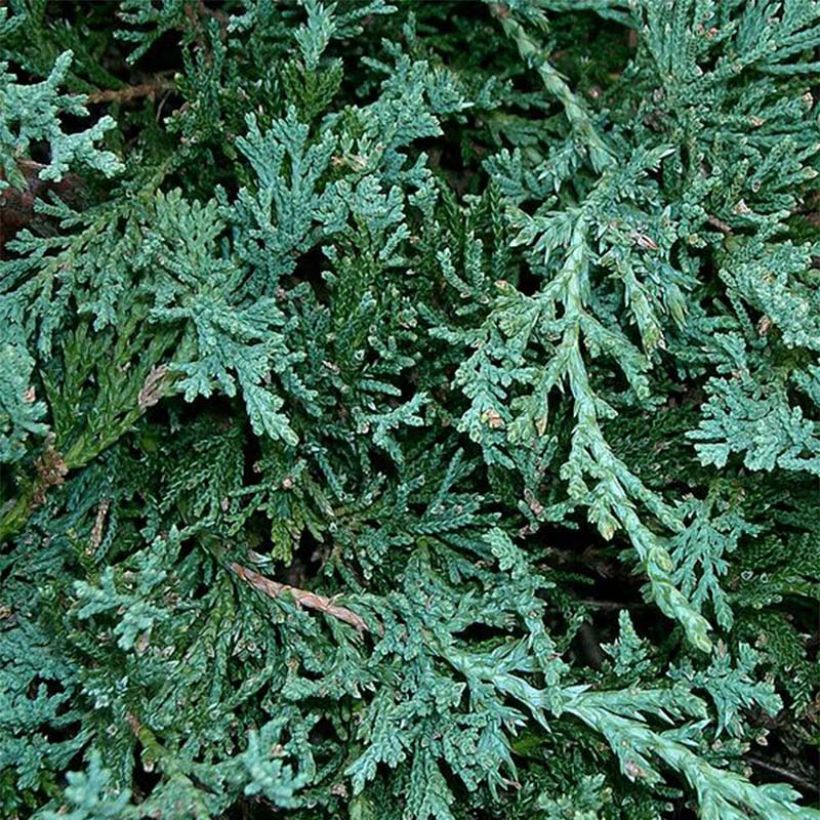 Genévrier rampant - Juniperus horizontalis Wiltonii (Foliage)