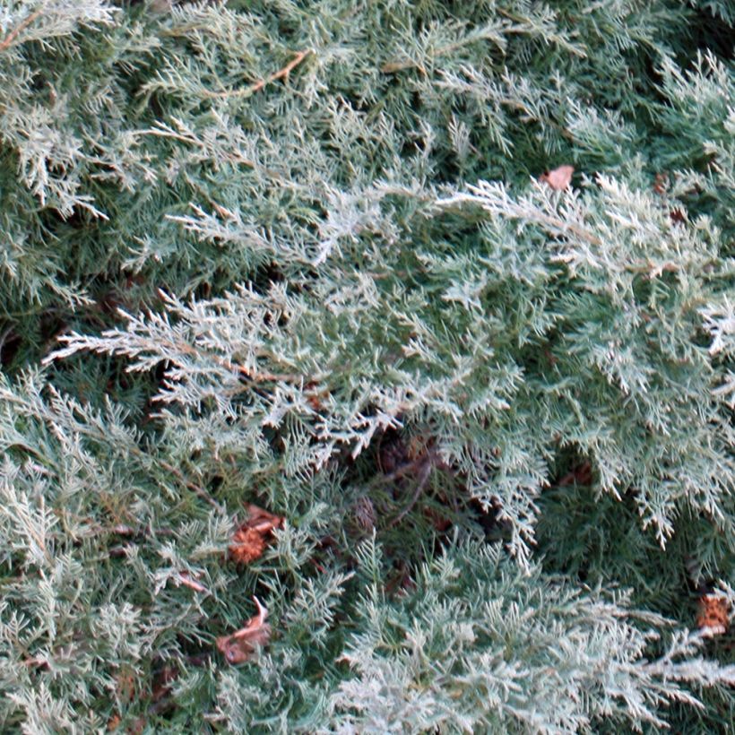 Genévrier de Pfitzer - Juniperus pfitzeriana Glauca (Foliage)