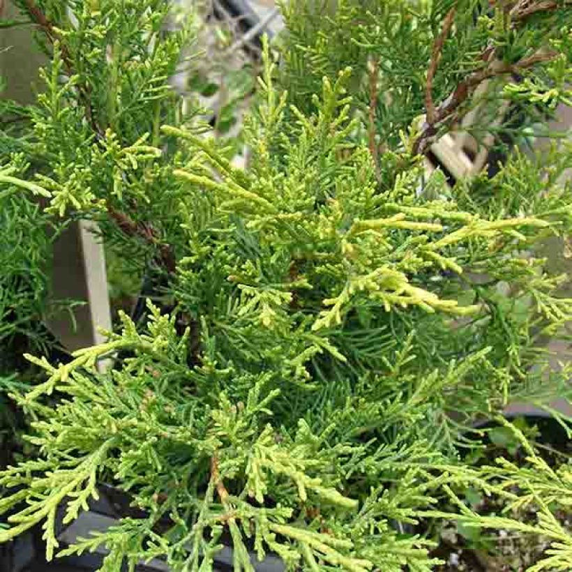 Genévrier - Juniperus pfitzeriana Old Gold                (Foliage)