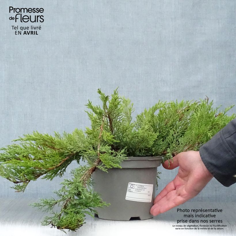 Spécimen de Juniperus sabina Tamariscifolia - Genévrier sabine Pot de 2L/3L tel que livré au printemps
