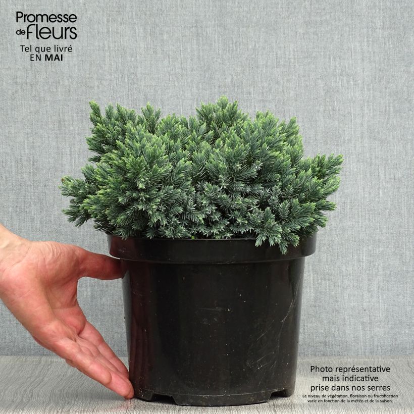 Example of Juniperus squamata Blue Star - Genévrier écailleux Pot de 3L/4L as you get in printemps