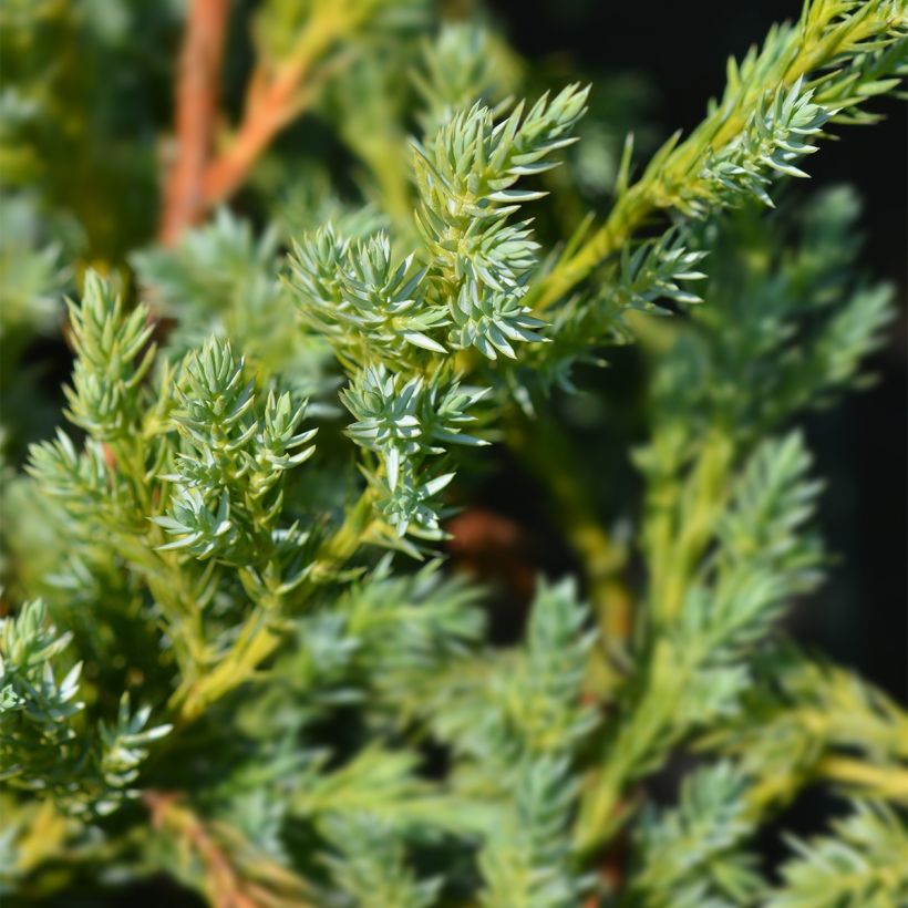Genévrier écailleux - Juniperus squamata Blue Swede (Foliage)