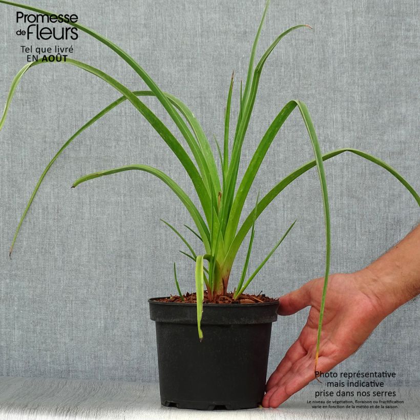 Spécimen de Kniphofia Alcazar - Tritoma Alcazar Pot de 2L/3L tel que livré en été
