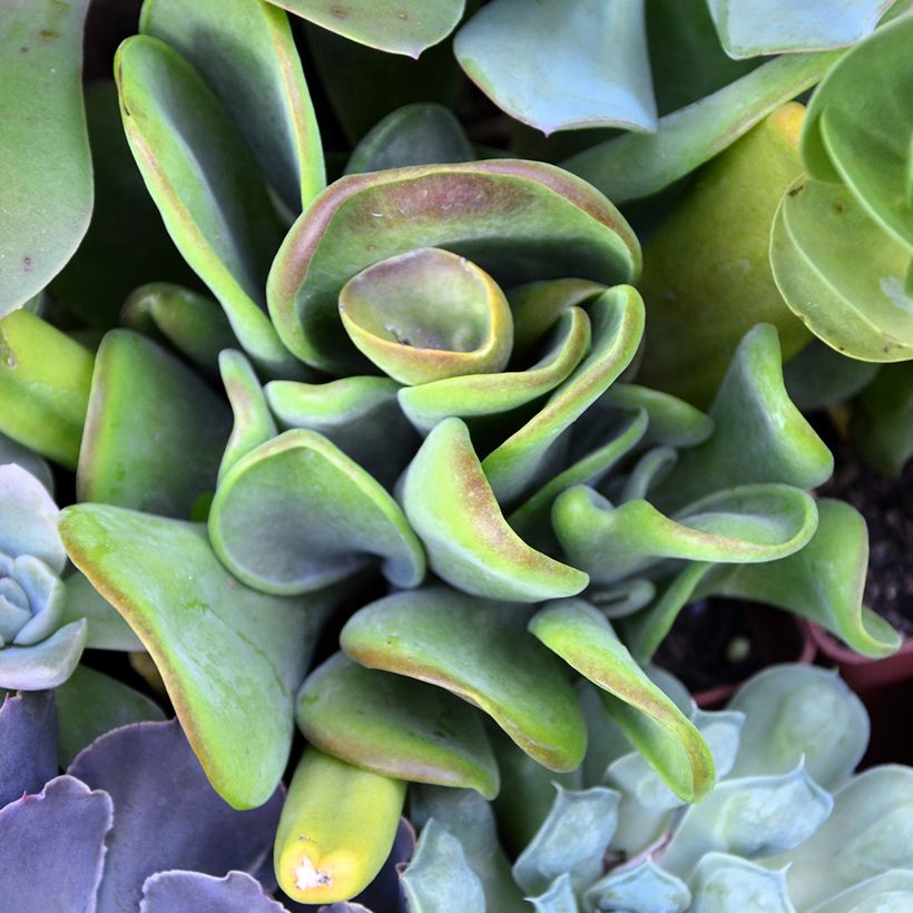 Kalanchoe Oricula (Foliage)