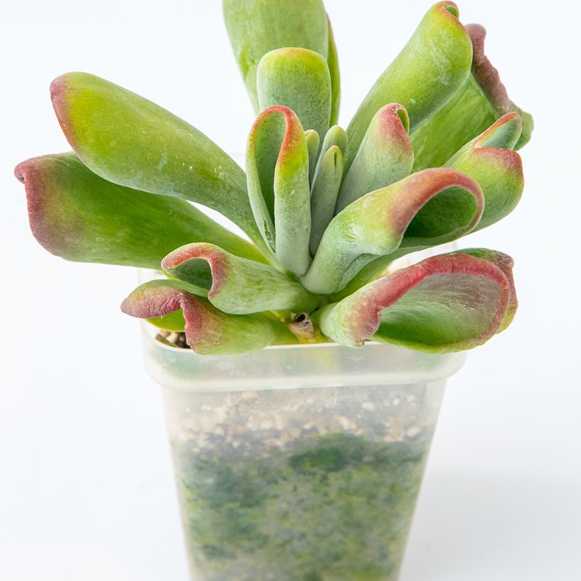 Kalanchoe Oricula (Plant habit)
