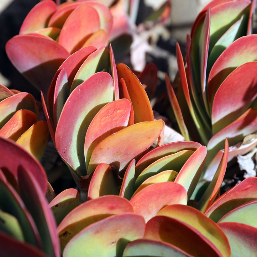 Kalanchoe thyrsiflora - Kalanchoé à thyrses (Feuillage)