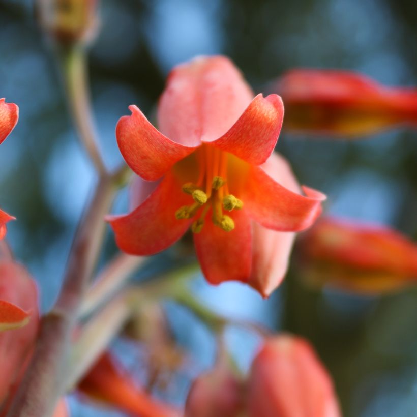 Kalanchoe thyrsiflora - Kalanchoé à thyrses (Floraison)