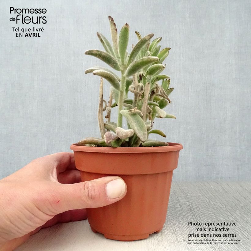 Spécimen de Kalanchoe tomentosa Pot de 12 cm / 13 cm tel que livré au printemps